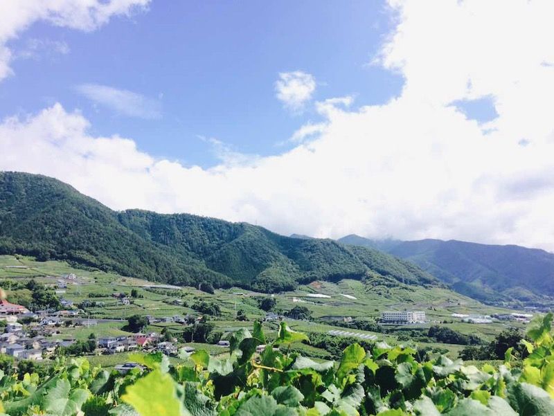 菱山地区の葡萄畑と山並み